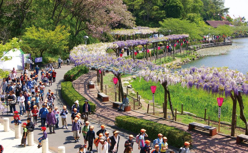 蓮華寺池公園で春の藤枝を満喫 家族みんなで出かけよう 藤まつり 藤枝おんぱく17公式サイト